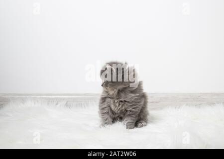 Little fluffy kitten on a background of a light wall in the room. Black kitten on a white carpet in the room. Place for text Stock Photo