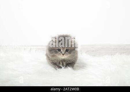 Fluffy black kitten in a bright room. Playful kitten about to jump. Smoky kitten Stock Photo