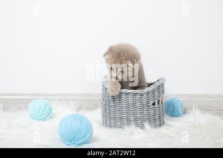 Little cute kitten in a basket with balls of thread on a white background. Cute ginger kitten Stock Photo