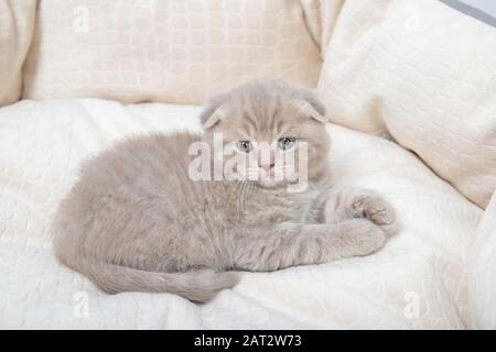 The kitten lies in a bed for cats Stock Photo