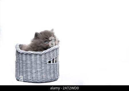 Little black kitten sits on a white isolated background. Little funny kitten in a basket. Stock Photo