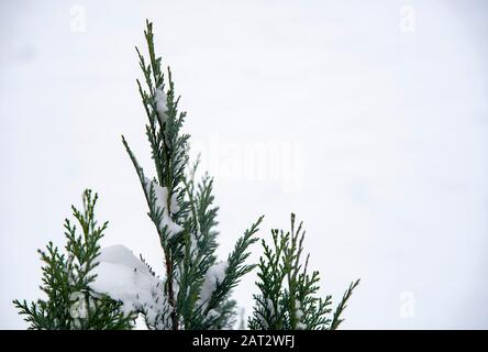 Snow-covered branches of thuja on a light background. Stock Photo