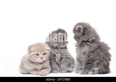 Three beautiful little kittens on a white background in isolation Stock Photo