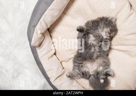The black kitten is sleeping. Stock Photo