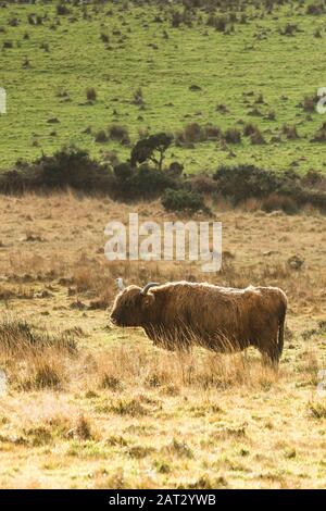 Highland Cattle grazing on Bodmin Moor in Cornwall. Stock Photo