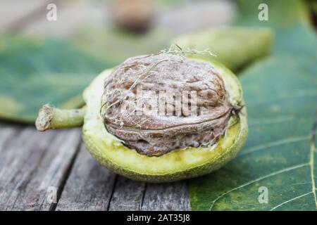 Fresh walnuts in a green shell on an old wooden table. Nuts in green shells. Harvest walnuts. Stock Photo