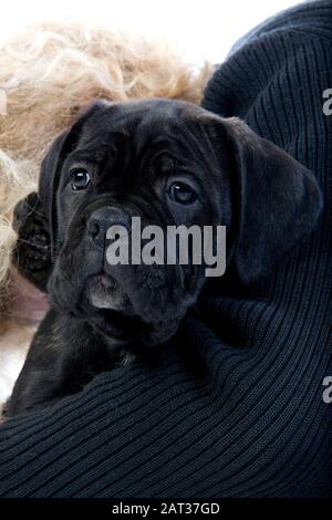 Cane Corso, Dog Breed from Italy, Pup standing in Harm's Mistress Stock Photo