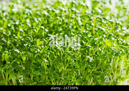 Garden cress sprouts, front view macro food photo. Cress, also pepperwort or peppergrass, Lepidium sativum, a fast-growing edible herb. Stock Photo