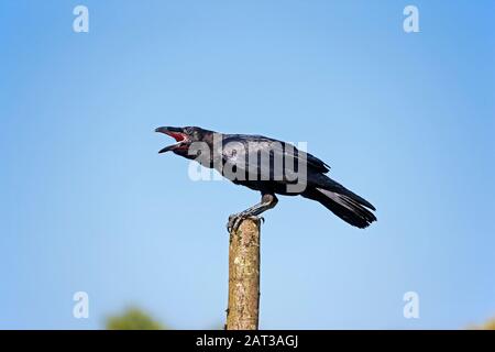 Common Raven, corvus corax, Adult calling out, against Blue Sky Stock Photo