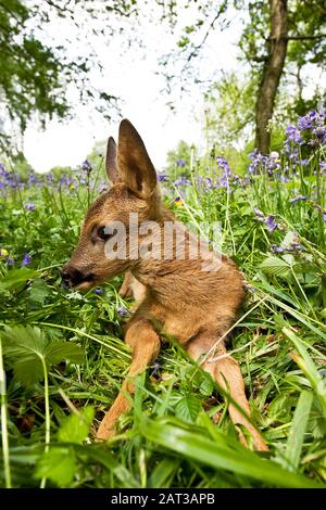 Roe Deer, capreolus capreolus, Fawn laying in Flowers, Normandy Stock Photo