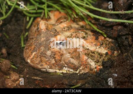 Cranwell's Horned Frog (Ceratophrys cranwelli) a.k.a. Chacoan Horned Frog Stock Photo