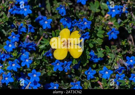 Closeup shot of a beautiful yellow lobelia flower among blue flowers Stock Photo