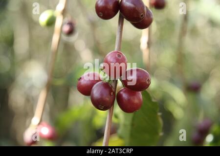 Closeup shot of green and red chestnut berries with green leaves in a garden Stock Photo
