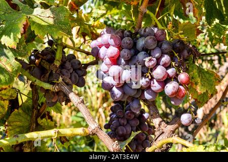 Selective focus shot of a bunch of grapes on the tree with a blurred background Stock Photo