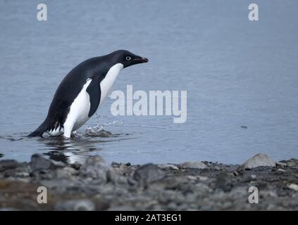 Playful Adelie penguin on a beach in the  South Shetland Islands, Antarctica Stock Photo