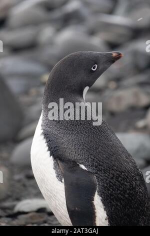 Closeup of an Adelie penguin on a beach in the  South Shetland Islands, Antarctica Stock Photo