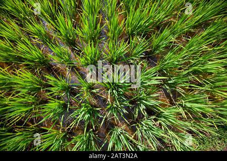 Indonesia, Bali, Tegalalang Rice Terraces near Ubud, Rice plants growing on flooded paddy Stock Photo