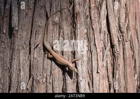 Madeiran wall lizard (Lacerta (Teira) dugesii), Palheiro Gardens, Madeira Stock Photo