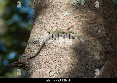 Madeiran wall lizard (Lacerta (Teira) dugesii), Palheiro Gardens, Madeira Stock Photo