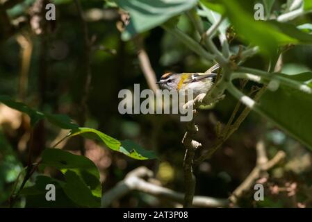 Madeira Firecrest (Regulus madeirensis) in a laurel forest on Madeira Stock Photo