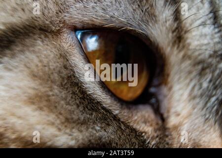 Young crazy surprised cat make big eyes closeup. American shorthair surprised cat or kitten funny face big eyes. Young cat looking surprised and Stock Photo