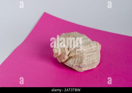 Beautiful seashell on a pink background. Empty seashell. The memory of a wonderful summer vacation. Selective focus. Close-up. Stock Photo