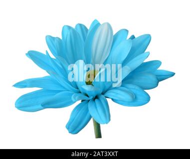 Single blue daisy flower isolated on white Stock Photo