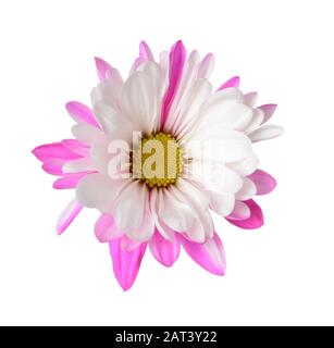 Single two tone colorful daisy flower isolated on white Stock Photo