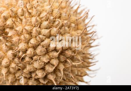 Seed heads of the London Plane, Platanus x Hispanica on a white background. Dorset England UK GB Stock Photo