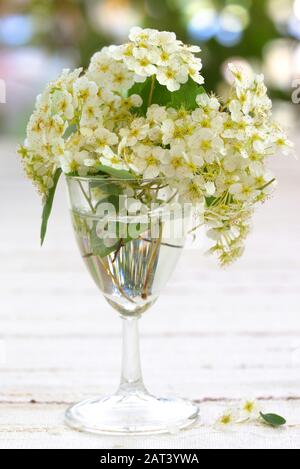 A White Spiraea Flowering in Small Vase Stock Photo