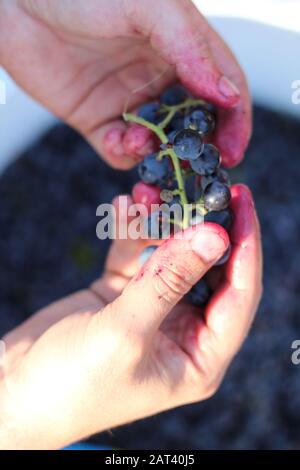 Two hands picking grapes with clusters over a large white bucket of berries. Wine making process Stock Photo