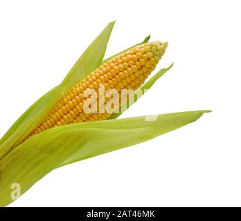 Single ear of corn isolated on white background Stock Photo