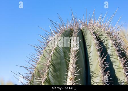 closeup detalis of southwestern desert cactus with sharp spines framed against a bright blue sky Stock Photo