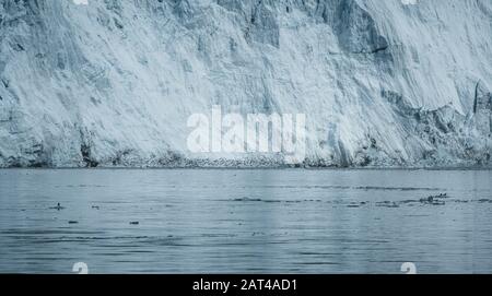 Close Up shot of huge Glacier wall with many birds in front. Large chunks of ice breaking off. Moody and overcast weather. Eqip Sermia Glacier called Stock Photo