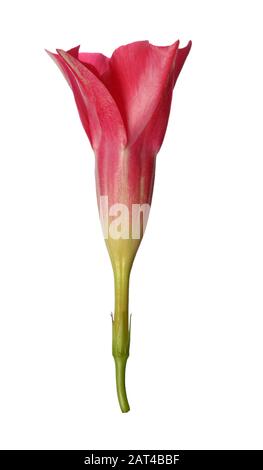 Magenta Dipladenia flower and buds isolated on white Stock Photo