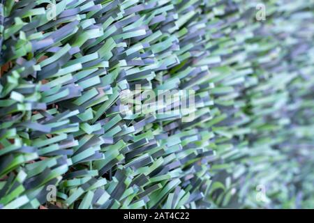 Artificial hedge. Green texture. Selective focus. Background. Stock Photo