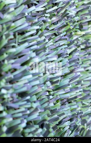 Artificial hedge. Green texture. Selective focus. Background. Stock Photo