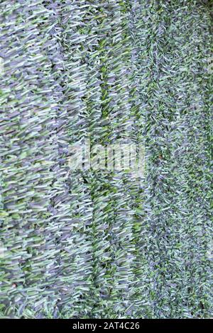 Artificial hedge. Green texture. Selective focus. Background. Stock Photo