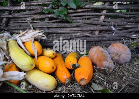 Squashes and pumkins near the wattled plot fence, usual for Ukraine Stock Photo