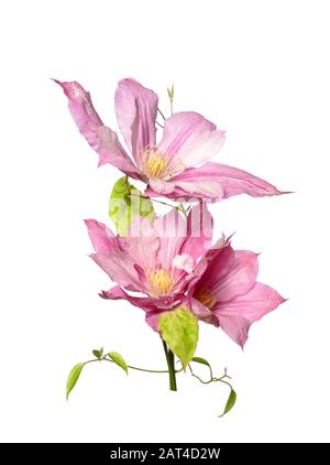 Pink clematis flowers isolated on white Stock Photo