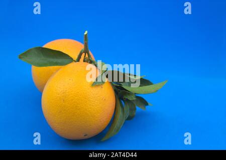 Two oranges joined by a branch with orange leaves on a blue surface where they are isolated leaving room for texts or graphics Stock Photo