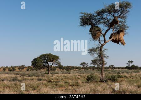 Camel Thorn or Acacia Tree with the nests of the Social ...