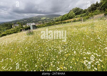 Wildflower meadow, Crickhowell, Wales, UK Stock Photo