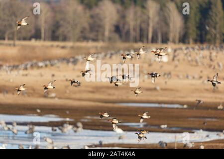 Flock with Wigeon Ducks flying over the lake Stock Photo