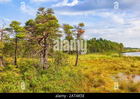 Old pine trees on a bog by a lake Stock Photo