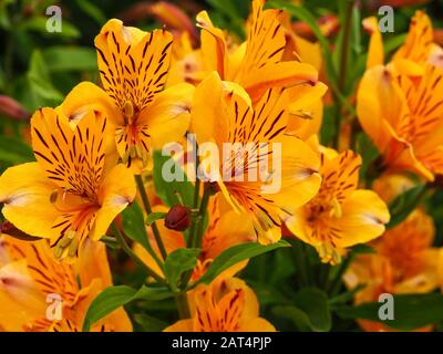 Beautiful orange Peruvian lilies, Alstroemeria Golden Delight, flowering in a garden