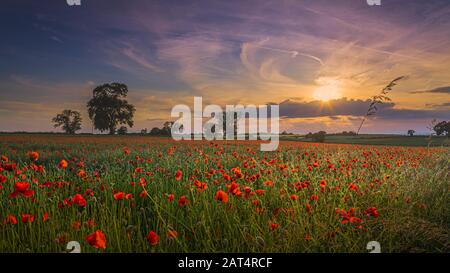 Poppies at Ticknall, Derbyshire. Stock Photo