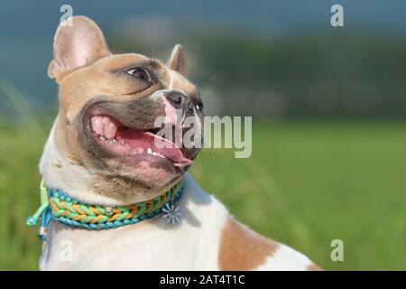 Head portrait of a cute happy red pied French Bulldog dog with open mouth in front of blurry background Stock Photo