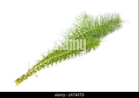 Horsetail plants tied isolated on white background Stock Photo