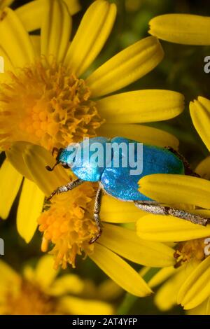 The iridescent blue of the scarab beetle (hoplia coerulea) shimmers in contrast to the yellow of the ragwort flowers it is walking over. Stock Photo